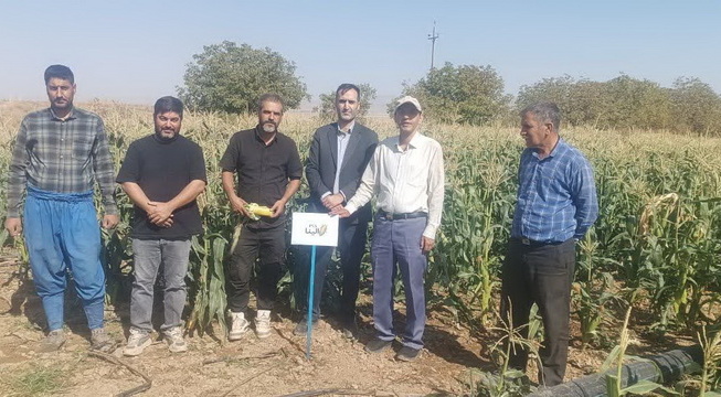 برگزاری روز مزرعه ارقام جدید ایرانی ذرت شیرین در شهرستان درگزین