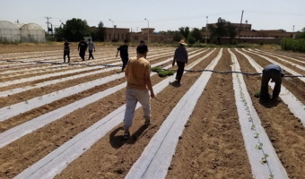 اجرای پروژه آموزشی کشت گوجه فرنگی با آبیاری قطرهای و مالچ پلاستیکی در همدان