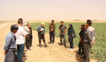 برگزاری دوره آموزشی کنترل علف هرز (گل جالیز) در شهرستان کبودرآهنگ