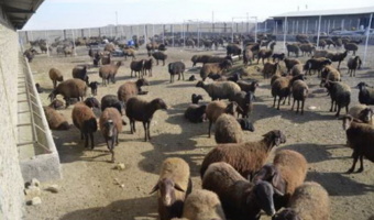 برگزاری کارگاه آموزش ترویجی  و مسئله یابی اصول تغذیه دام در گوسفنداری‌های  شهرستان بهار