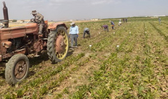 آغاز برداشت آزمایشات چغندرقند در همدان و ارزیابی۱۲پروژه به‌نژادی