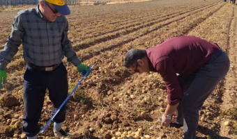 برداشت کلون‌های جدید سیب‌زمینی در شهرستان کبودرآهنگ