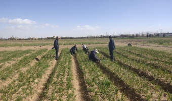 بازدید مدیران مرکز تحقیقات و آموزش کشاورزی و منابع طبیعی همدان از روند عملیات داشت مزارع تحقیقاتی