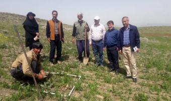 بازدید و برآورد عملکرد از مزرعه کنگر ایرانی در شهرستان ملایر