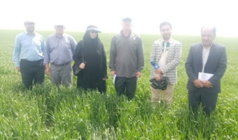 بازدید میدانی از مزارع غلات جو دیم در شهرستان ملایر
