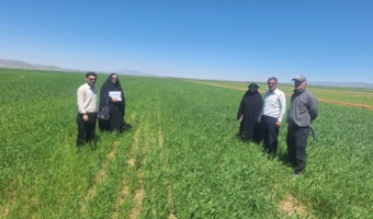 بازدید میدانی از مزارع جو با سه تراکم کشت در شهرستان درگزین