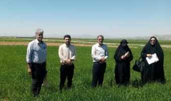 بازدید میدانی از مزارع گندم در شهرستان درگزین