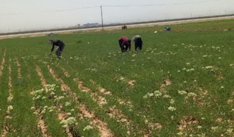 بازدید میدانی از پایگاه نوآوری دیم شهرستان کبودرآهنگ