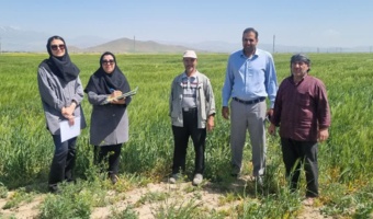کنترل و نظارت بر مزارع تولید بذر جو استان همدان