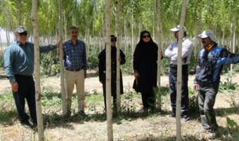 بازدید میدانی کارشناسان مرکز تحقیقات کشاورزی همدان از مزارع صنوبرکاری در شهرستان ملایر