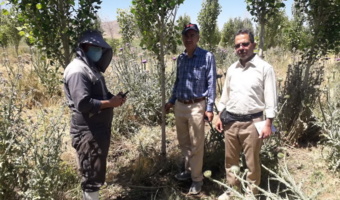 بازید از مزارع صنوبرکاری در تصفیه‌خانه شهرستان تویسرکان