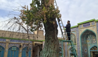 طرح احیای درخت ۹۷۰ ساله بقعه شاهزاده حسین (علیه السلام) با همکاری مرکز تحقیقات و آموزش کشاورزی و منابع طبیعی و سه دستگاه اجرایی استان همدان