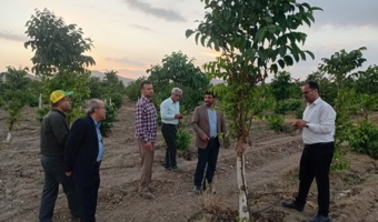 با حضور محققان ملی و استانی ارزیابی میدانی عملکرد طرح سرشاخه‌کاری باغات گردوی شهرستان تویسرکان