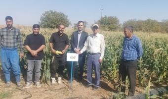برگزاری روز مزرعه ارقام جدید ایرانی ذرت شیرین در شهرستان درگزین