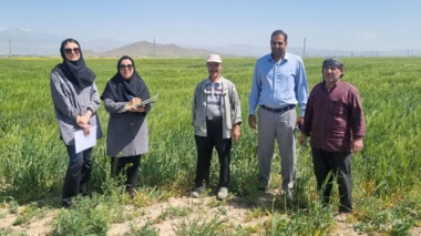 کنترل و نظارت بر مزارع تولید بذر جو استان همدان