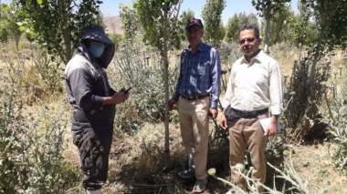 بازید از مزارع صنوبرکاری در تصفیه‌خانه شهرستان تویسرکان