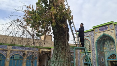 طرح احیای درخت ۹۷۰ ساله بقعه شاهزاده حسین (علیه السلام) با همکاری مرکز تحقیقات و آموزش کشاورزی و منابع طبیعی و سه دستگاه اجرایی استان همدان