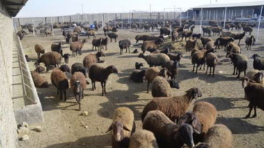 برگزاری کارگاه آموزش ترویجی  و مسئله یابی اصول تغذیه دام در گوسفنداری‌های  شهرستان بهار