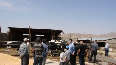 برگزاری دوره آموزشی اصول احداث جایگاه دام و پرورش گاو شیری در شهرستان رزن