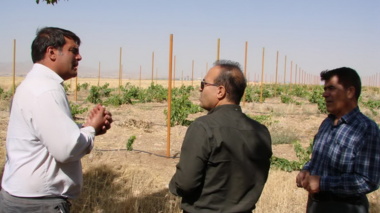 برگزاری کلاس آموزشی کاشت ، داشت و برداشت محصول انگور در شهرستان رزن