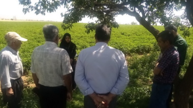 برگزاری دوره آموزشی “ اصول فنی برداشت رازیانه” در شهرستان رزن