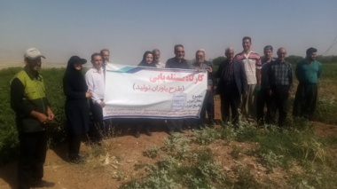 برگزاری  دوره آموزشی ارقام نوین گوجه ‌فرنگی در اسدآباد