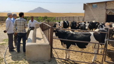 برگزاری کارگاه اصول تغذیه دام در گاوداری شهرستان رزن