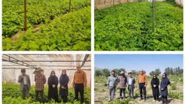 بازدید میدانی از نهالستان و ایستگاه تحقیقاتی انگور ملایر