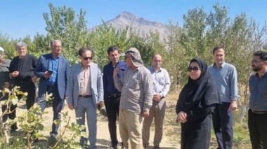 بازدید میدانی از باغ انگور در شهرستان ملایر