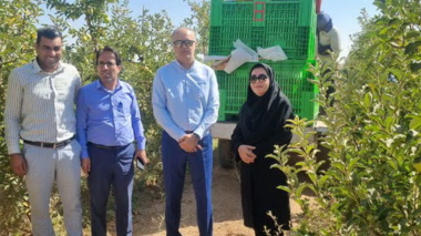 بازدید میدانی تیم کارشناسی از باغ سیب و سردخانه رزن برای انتخاب «باغدار نمونه کشوری»