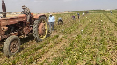 آغاز برداشت آزمایشات چغندرقند در همدان و ارزیابی۱۲پروژه به‌نژادی