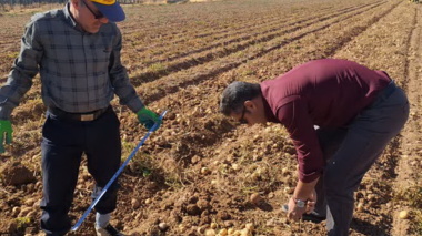 برداشت کلون‌های جدید سیب‌زمینی در شهرستان کبودرآهنگ