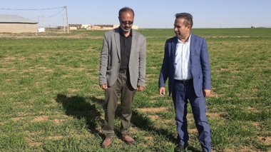 بازدید میدانی از مزارع تکثیری گندم و جو ایستگاه تحقیقاتی تجرک؛ پژوهش و نوآوری، تضمین امنیت غذایی کشور
