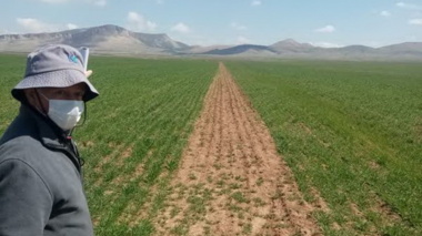بازدید از مزارع پرورشی جو دیم در طبقات دو و سه پرورشی