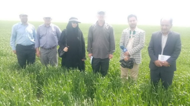بازدید میدانی از مزارع غلات جو دیم در شهرستان ملایر