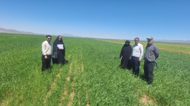 بازدید میدانی از مزارع جو با سه تراکم کشت در شهرستان درگزین