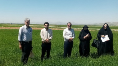 بازدید میدانی از مزارع گندم در شهرستان درگزین