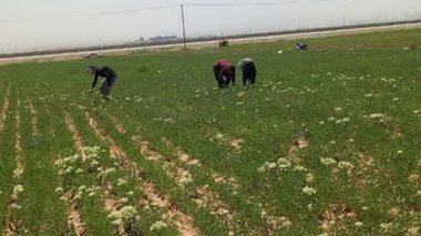 بازدید میدانی از پایگاه نوآوری دیم شهرستان کبودرآهنگ