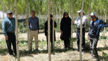 بازدید میدانی کارشناسان مرکز تحقیقات کشاورزی همدان از مزارع صنوبرکاری در شهرستان ملایر