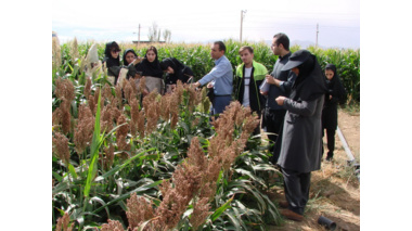 برگزاری دوره آموزشی ـ ترویجی در حوزه زراعت، گیاه‌پزشکی و تولید محصولات کشاورزی ویژه دانشجویان دانشکده کشاورزی در ایستگاه تحقیقات کشاورزی اکباتان